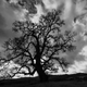 Image for article titled 27 Photos Of Barenaked Trees